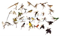 African Taxidermy Bird Collection