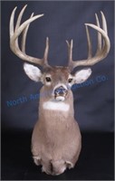 Whitetail Deer Boone & Crockett Ranked 2nd in 1954