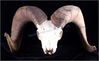 Trophy Rocky Mountain Bighorn Sheep Skull w/ Horns