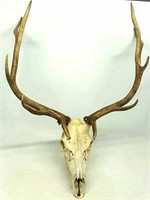 5pt. Bull Elk