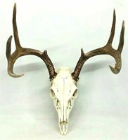 Whitetail Buck Antlers (Full Head)