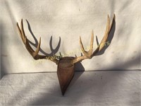 10-Point Deer Antler Mount