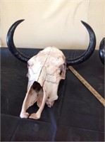 Original Mexican Cattle Skull