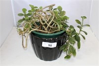 Ceramic Planter with Live Succulent