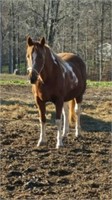 10 year old TWH red and white paint mare, broke gd
