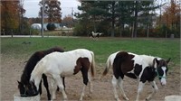 Yearling, TWH colts