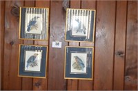 Set of 4 framed bird prints, 13" x 15"