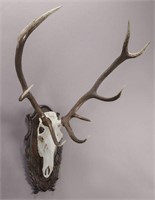 French mounted stag skull and antlers