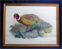 French Lithograph "PHASIANUS TORQUATUS"