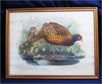 French Lithograph "PHASIANUS COLCHICUS"