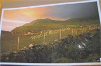 Unframed Ben Weddle #4 of 1500 Ireland Sheep