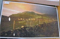 Framed Ben Weddle #2 of 1500 Ireland Sheep (3'x5')