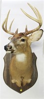 Whitetail deer 9-point trophy mount