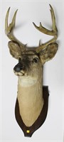 Whitetail deer 8-point trophy mount