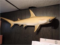 Mounted hammerhead shark