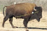 2016 Custer State Park Fall Classic Bison Auction