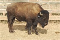 2016 Custer State Park Fall Classic Bison Auction