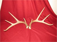 Deer Antlers