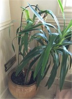4 Foot indoor plant w/ pot