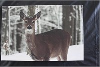 3D/Holographic Wolf Print/Art, Deer Canvas