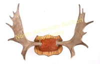 Alaskan Trophy Moose Antlers