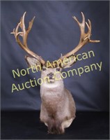 Large Boone & Crockett Class Deer Shoulder Mount