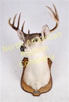Texas Whitetail Deer Taxidermy Shoulder Mount