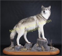 Taxidermy Full Body Trophy Wolf Mount