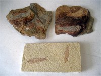 Wyoming Fossil Fish
