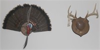 8 pt. antler mount, wild turkey tail,head &