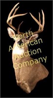 Montana Whitetail Deer Taxidermy Shoulder Mount