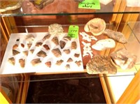 CONTENTS OF SHELF-FOSSILS & ARROWHEADS