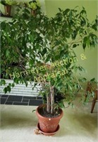 Ficus Tree in pot, 5' tall