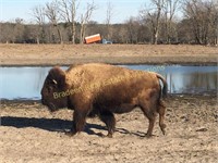 Stan's Buffalo Ranch Complete Dispersal