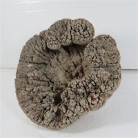 Large Old Coral Formation