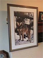 Framed Photo of Montana Gray Wolf