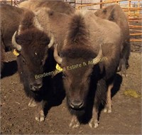 South Fork Buffalo Herd Complete Dispersal