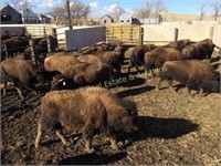 South Fork Buffalo Herd Complete Dispersal
