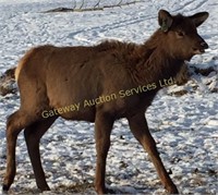 Alberta Elk Ranchers Production Sale Feb 2016