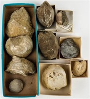 Lot of 10 Fossils