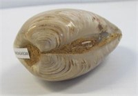 120 million year old Malagasy republic clam