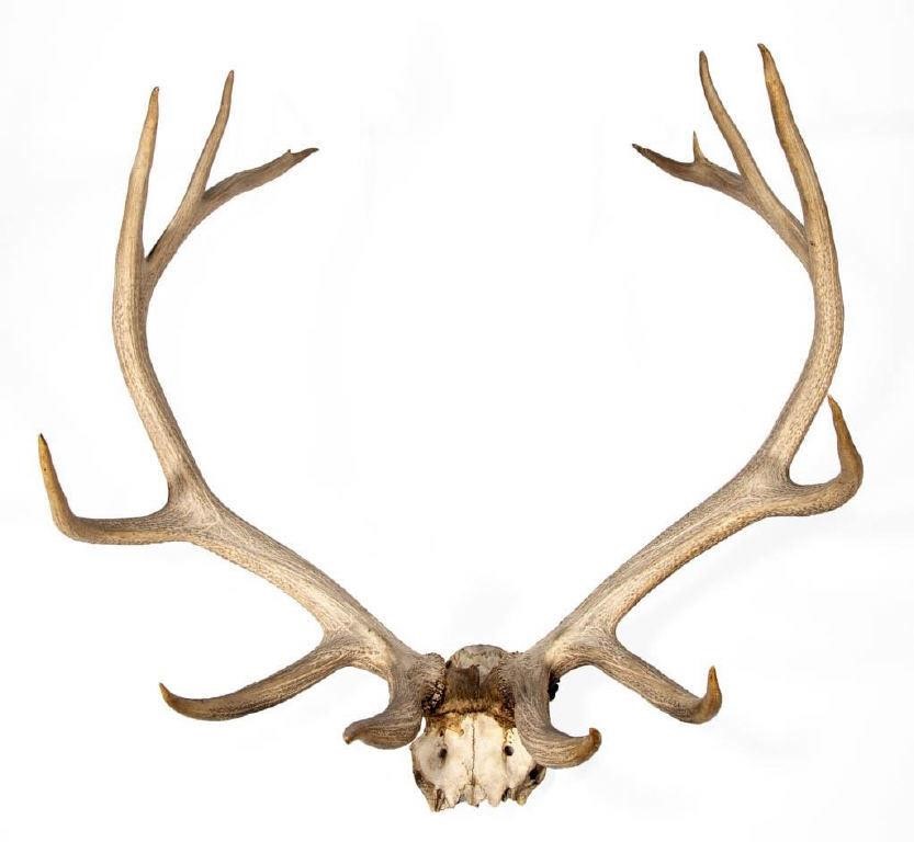 Impressive set of historic elk antlers, the animal killed in 1852 in what is now Yellowstone National Park by famed Western surveyor and civil engineer, William Rich Hutton (1826-1901), descended directly in the family