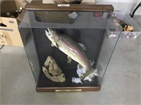 Rainbow Trout  in Glass Case