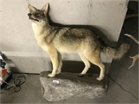 Taxidermy Coyote Mount