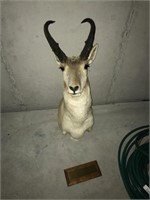 Taxidermy Antelope Mount