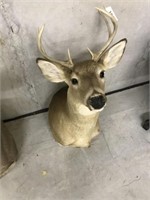 Taxidermy White Tail Deer Mount