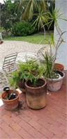 ASSORTED POTTED PLANTS