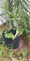 LARGE POTTED FRANGIPANI