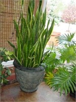 Live Potted "Mother-in-Law Tongue" or Snake Plant