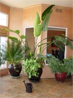 Live Potted Banana Tree 12' tall x 10' wide